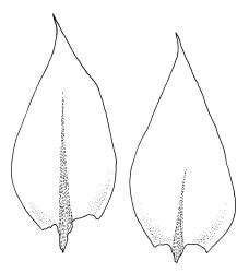 Ischyrodon. lepturus, stem leaves. Drawn from B.H. Macmillan 71/279, CHR 163468.
 Image: R.C. Wagstaff © Landcare Research 2014 